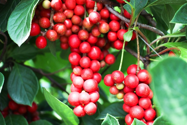 Fructus Schisandrae ou baie de schisandra est une plante médicinale traditionnelle chinoise utilisée depuis des siècles 