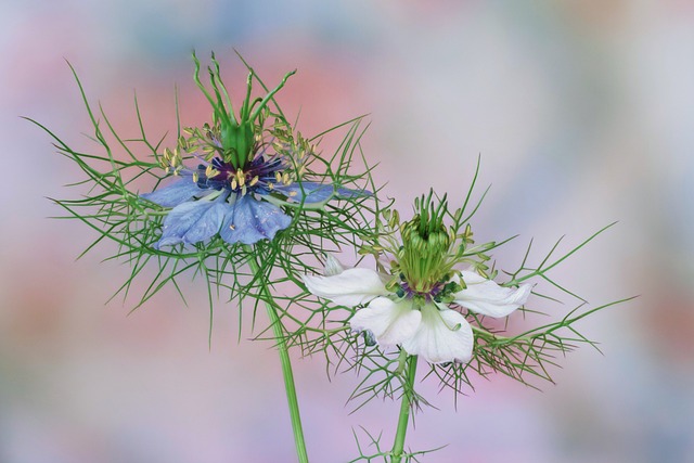 La nigelle est une plante herbacée annuelle de la famille des Renonculacées, originaire d'Asie occidentale et du Moyen-O